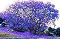 夏威夷蓝花楹树